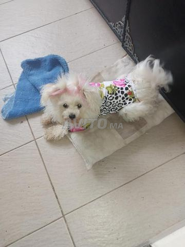 كلب بيشون مالطي - 2