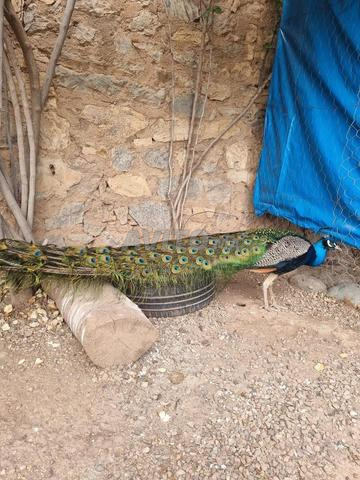 طاووس- طاووس - 2