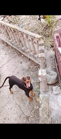 Doberman femelle maroon