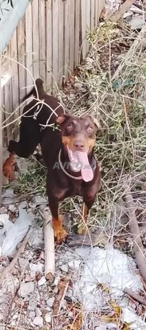 Doberman femelle maroon - 2