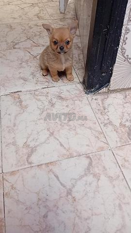 Mâle chiot chihuahua - 2