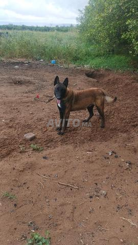 Houara Sebt El Kerdane - 2