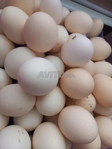 Poulet croisé de 3 mois - 2