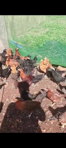 Poulet croisé de 3 mois