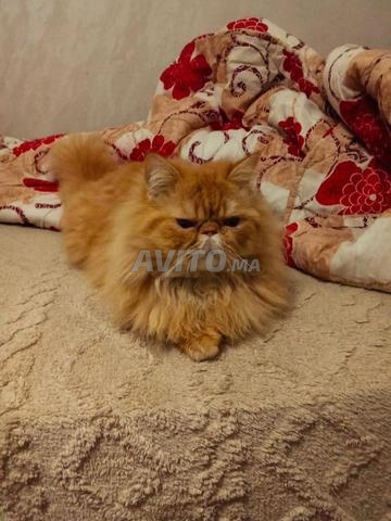 قط في عمر ستة