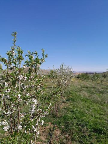 مزرعة مجهزة بالكامل 12 هكتار وجدة - 2