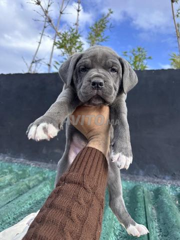cane corso - 2