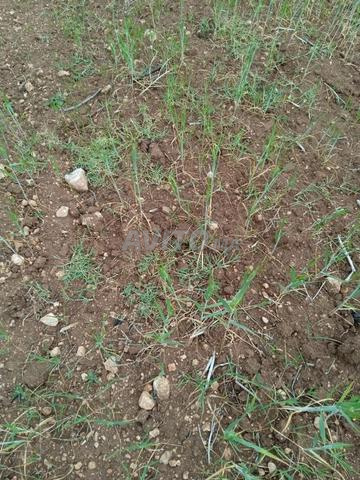 للبيع أرض 1 هكتار محفظة بني ملال - 2