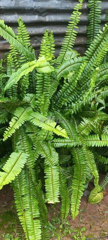 نباتات للزينة أثمنة مناسبة - 2