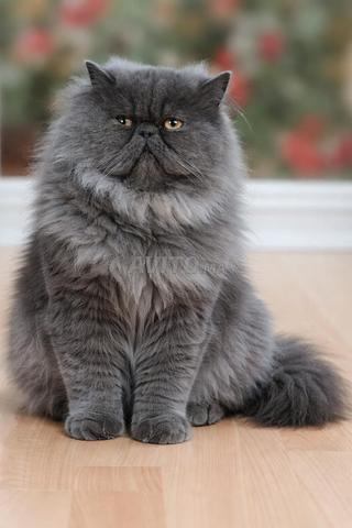 قط فارسي أزرق أصيل peke face - 2