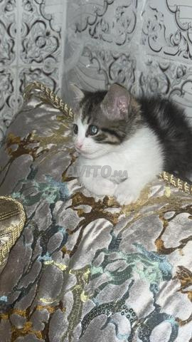 3 chats à adopter - 2