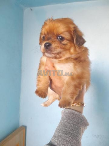 بيكينوا صغير - 2