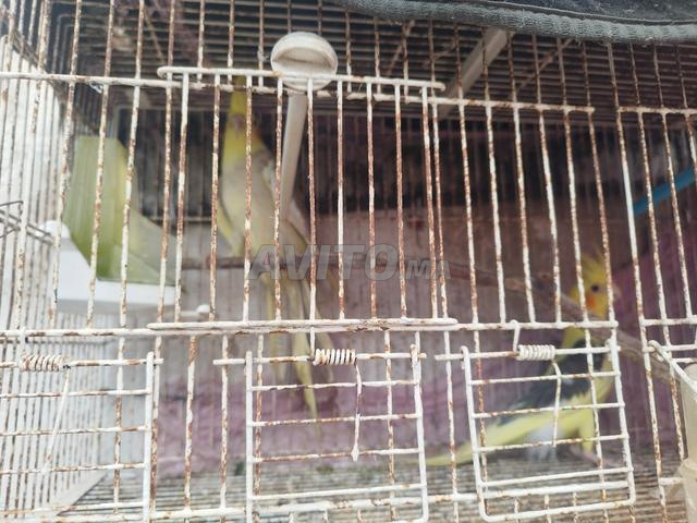 Couple de calopsittes - 2