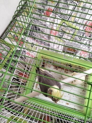 كالوبسيت للبيع - 2