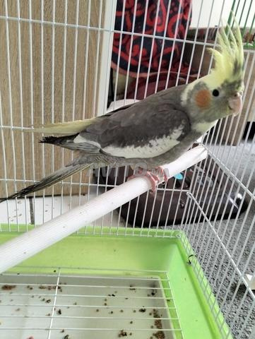 كالوبسيت للبيع