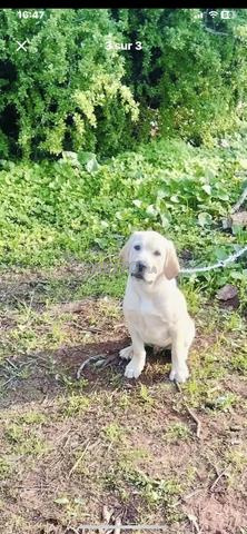 كلب لابرادور - 2