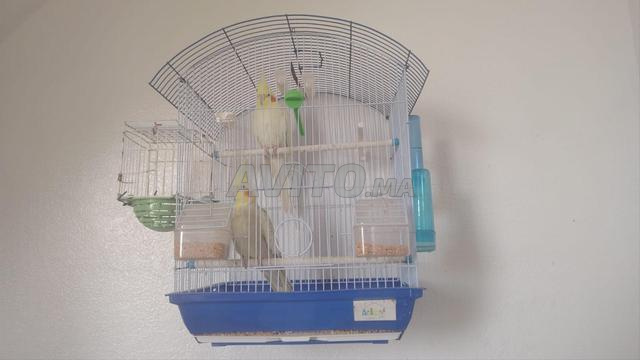 زوج من الكالوبسيت والقفص - 2