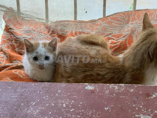 همزة لمحبي القطط: قطة برتقالية وقطة صغيرة - 2