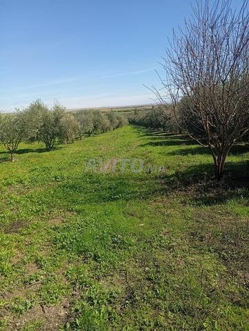 Ferme agricole productive - Olives et irrigation - Titrée