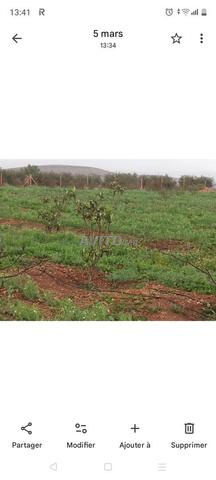 ديور وأراضي وبلانات في بركان