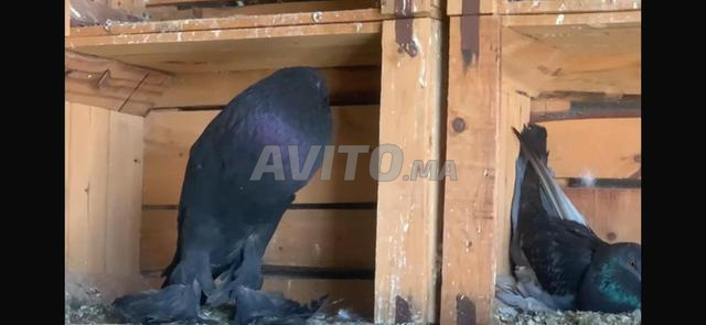 ديكور حمام - 2