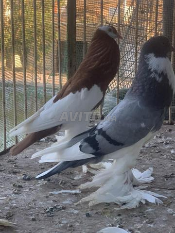 ديكور حمام - 2