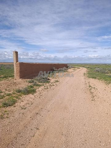 Ferme Guiche route Agadir -sid zouine - 2