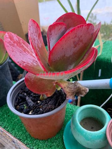 نباتات دهنية - 2