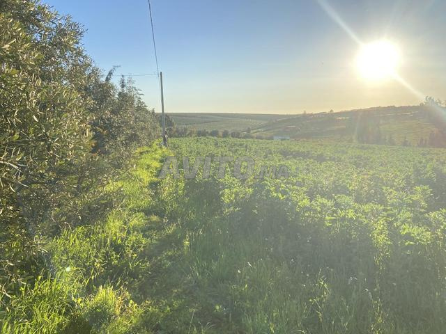 Terrain agricole 7 Khaddama, propriété équipée à vendre - 2