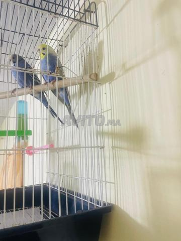 Couple de perruches - 2