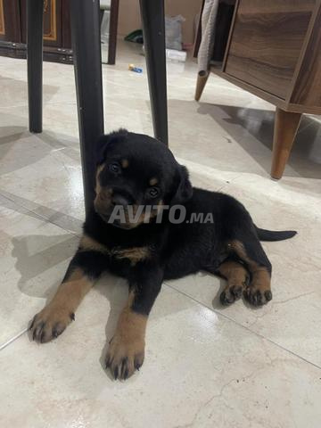 روت وايلر بيور راس - 2