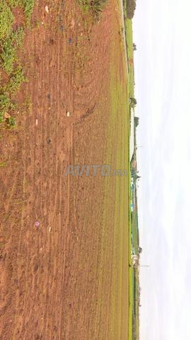 أرض فلاحية محفظة للبيع بمساحة 8 هكتارات. - 2