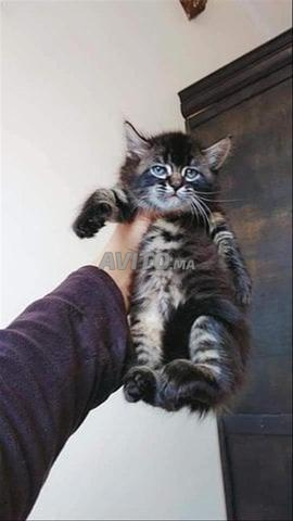 chirazi spuer bébé - 2