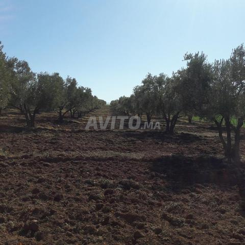 Ferme de 3 hectares avec 300 oliviers - 2