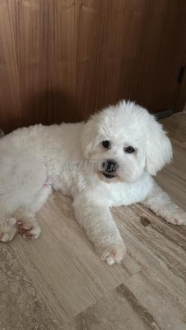 كلب بيشون مالطي