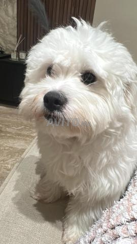 كلب بيشون مالطي - 2