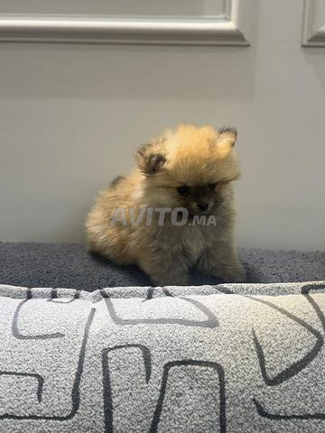 Mâle Spitz pomeranian