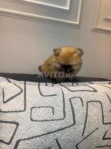 Mâle Spitz pomeranian - 2