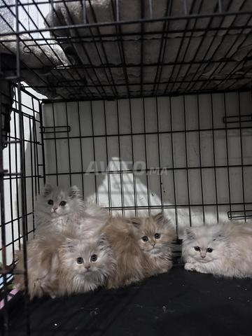 قط مونشكين - 2