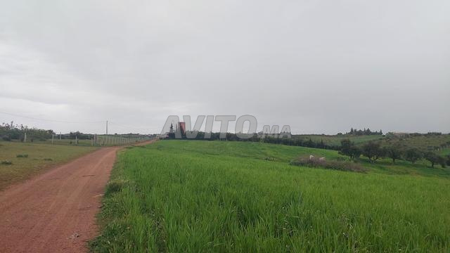 Ter titre 1ha Ait malek kamouni - 2