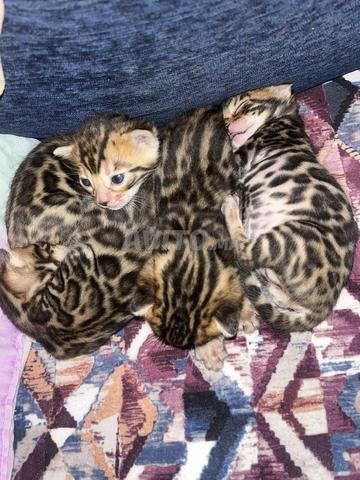 Magnifiques chatons Bengal disponibles – Kenitra 🐆 - 2