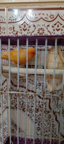 Canari en cage - 2