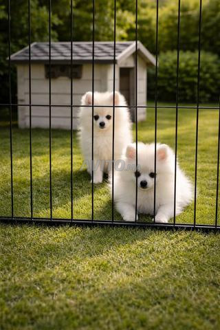 Spitz de qualité – 2 mois - 2