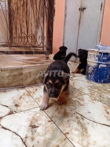 Des chiots berger pure race - 2