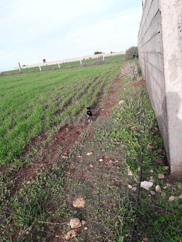 أرض للبيع - 2