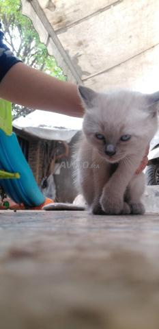 قط راغدول وأنغورا - 2