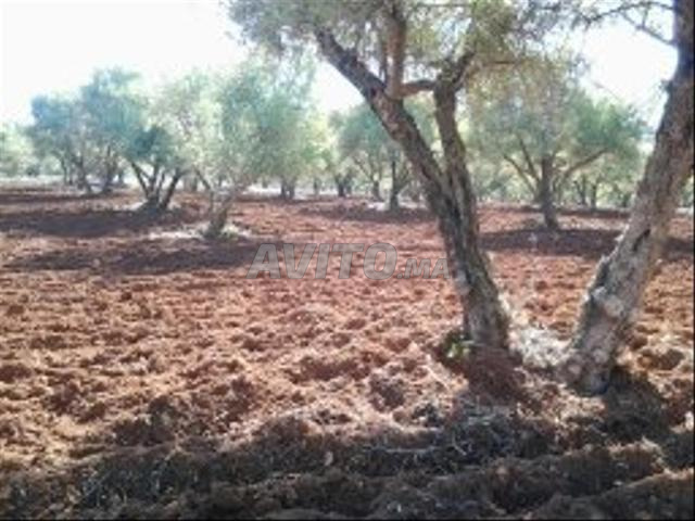 Terrain titré à vendre - 2