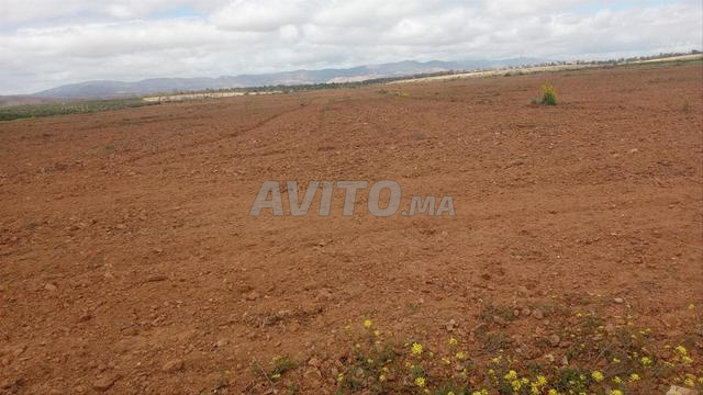 أرض فلاحية بالعيون قريبة من كل شيء - 2