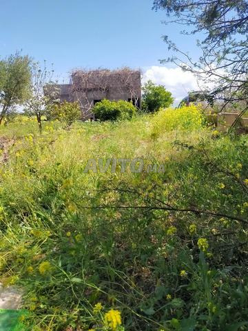 Zemrane Cherguiya - 2