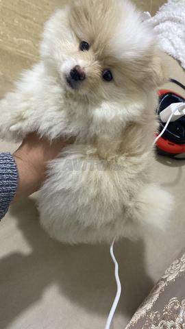 جرو سبيتز بوميرانيان - 2